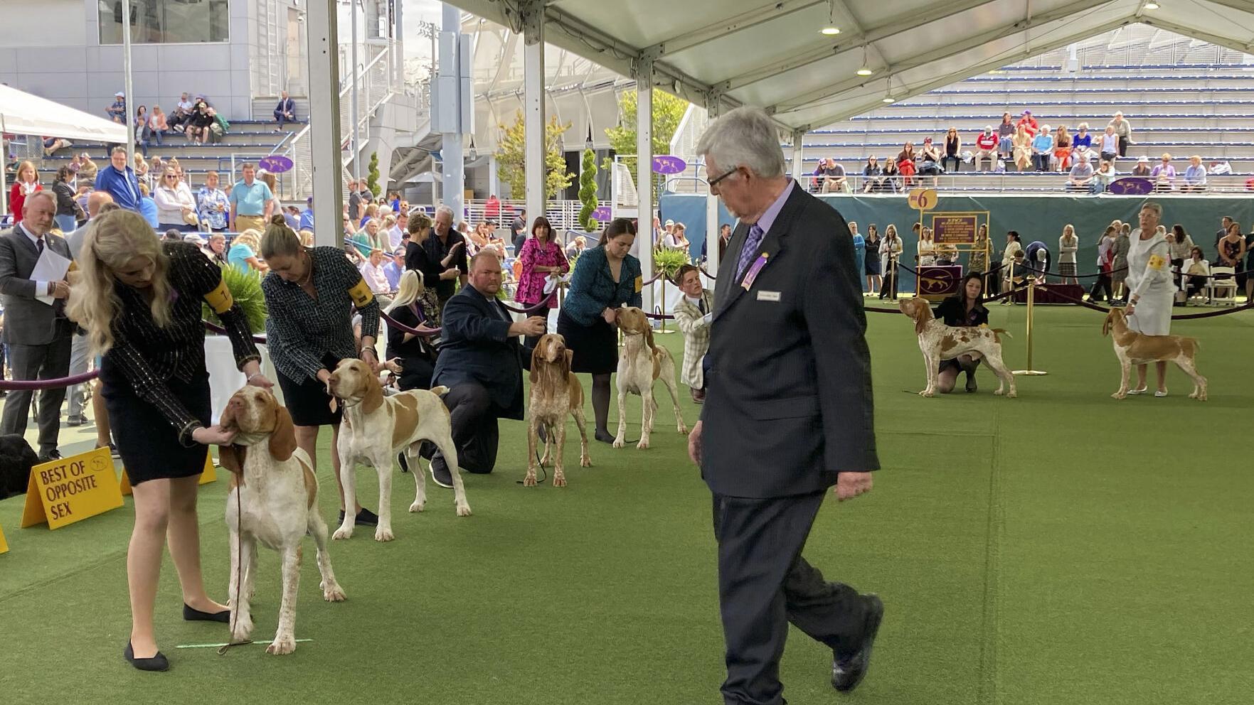 Dog co-owned by Tim McGraw wins new breed at Westminster show